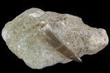 Fossil Plesiosaur (Zarafasaura) Tooth In Rock - Morocco #95088-1
